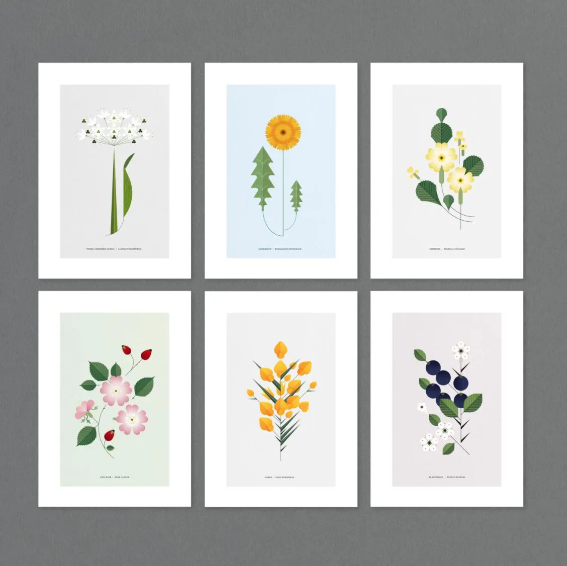 A4 Wild Garlic Flower Print