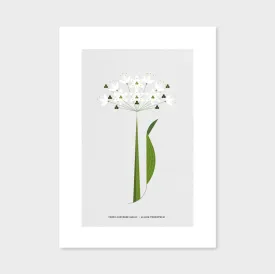 A4 Wild Garlic Flower Print