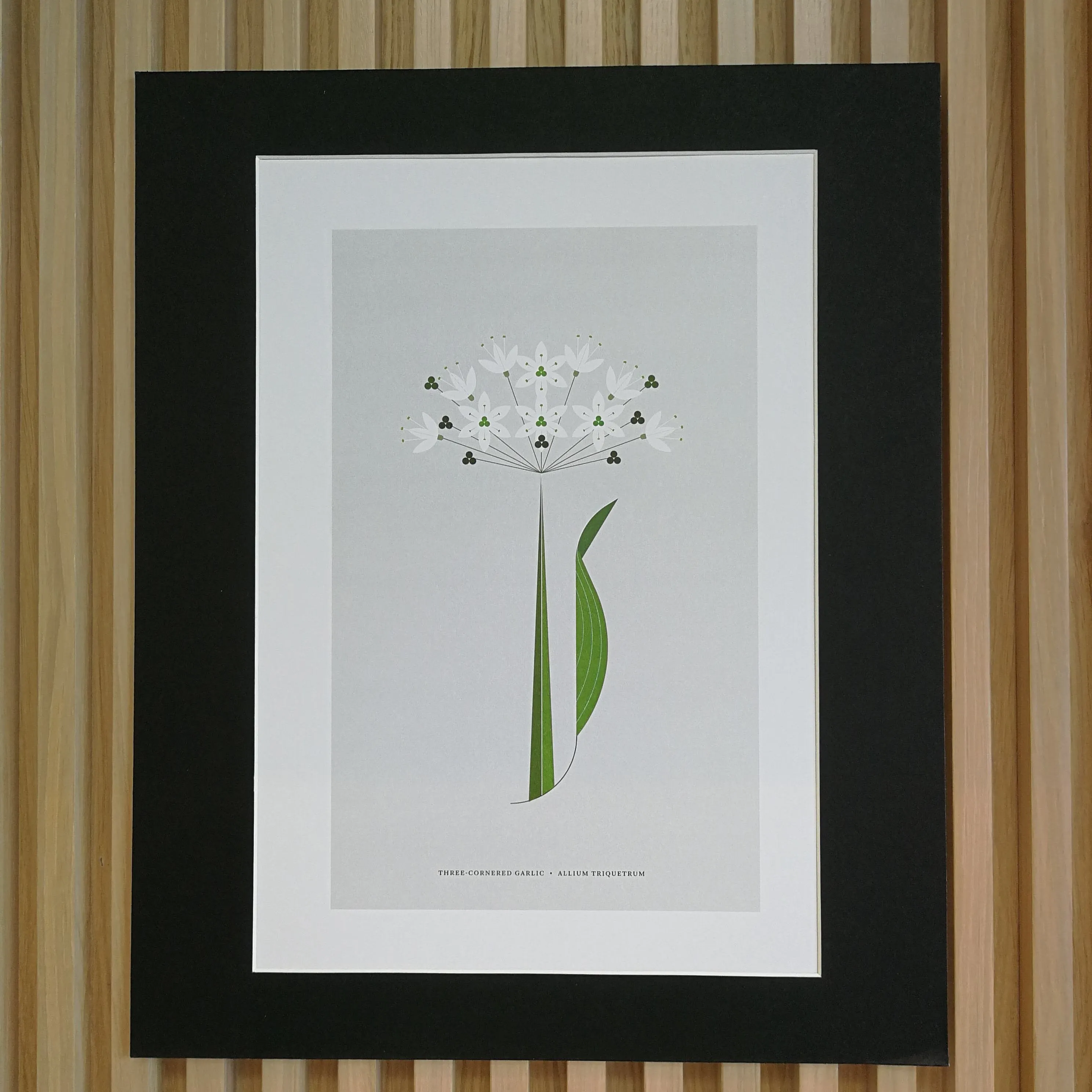 A4 Wild Garlic Flower Print