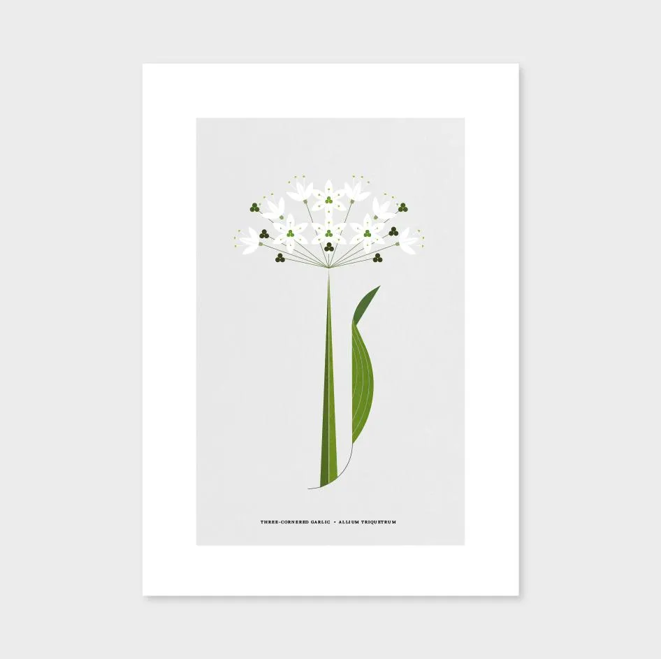 A4 Wild Garlic Flower Print