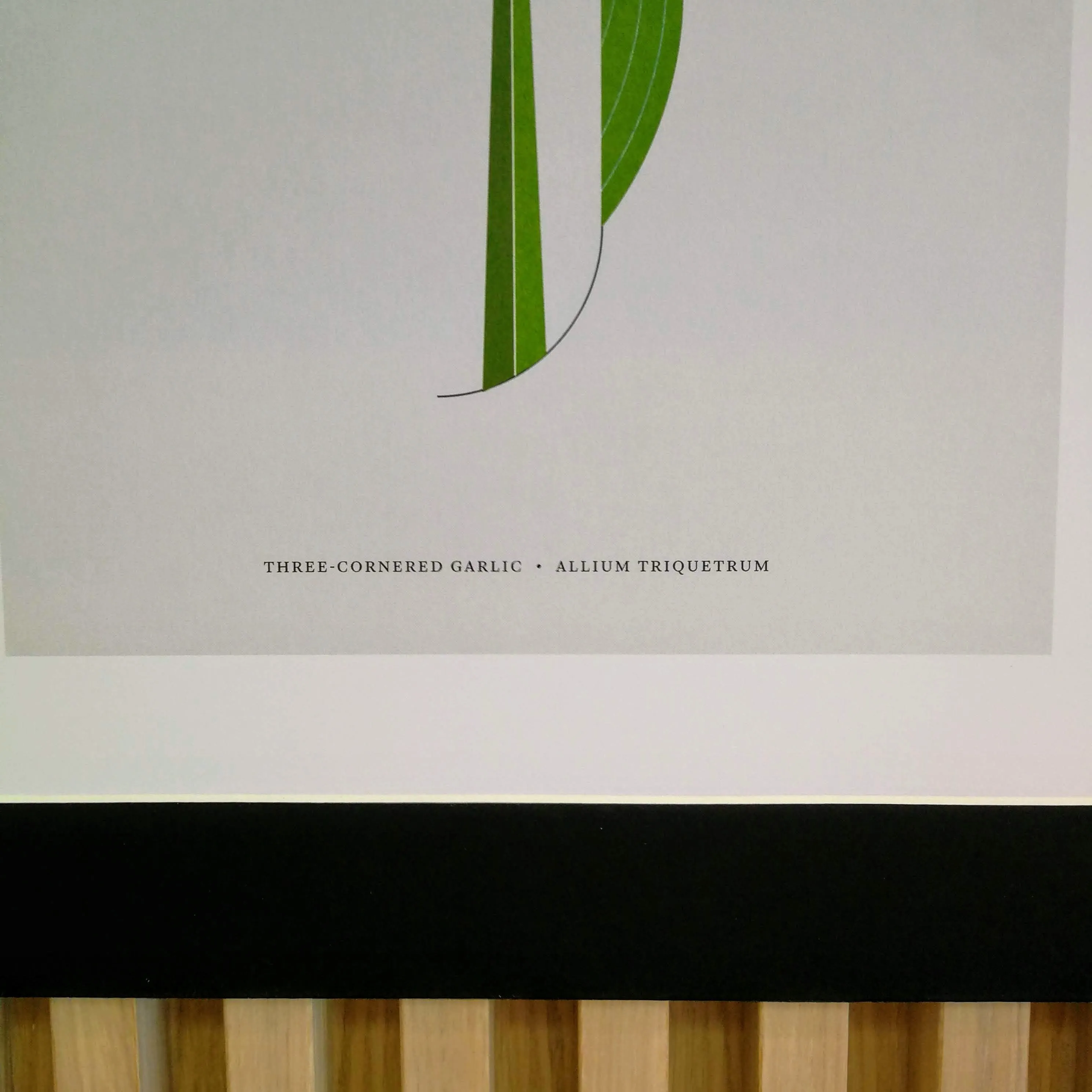 A4 Wild Garlic Flower Print